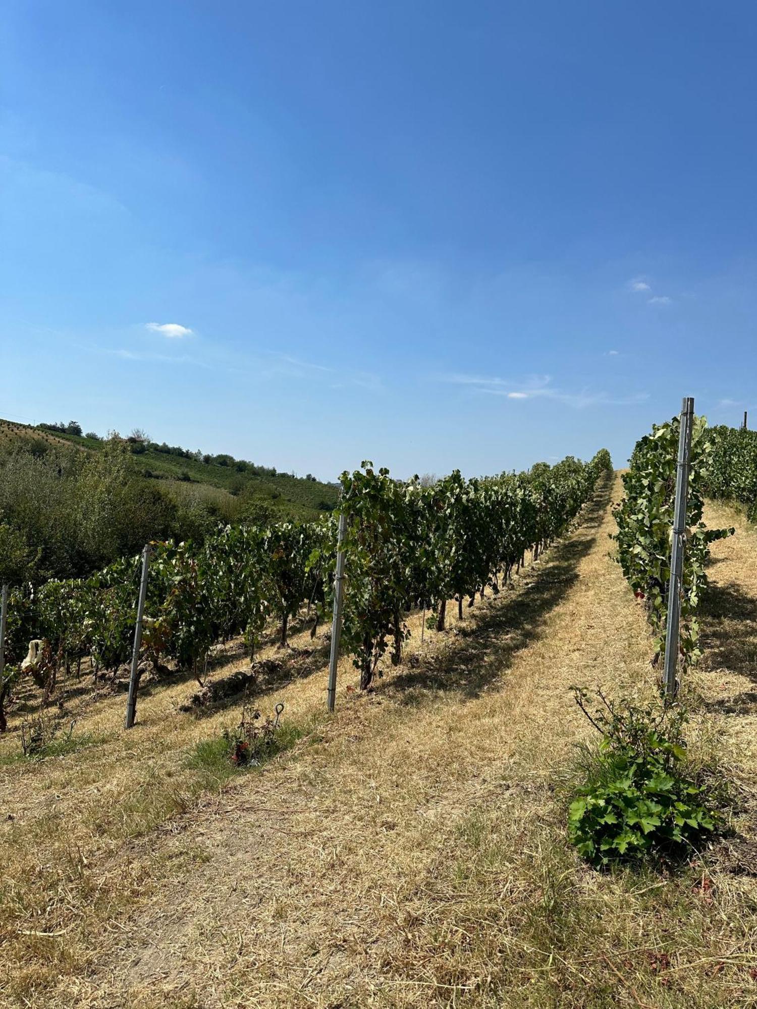 Cadgal - Tenuta La Cova Calamandrana Kültér fotó